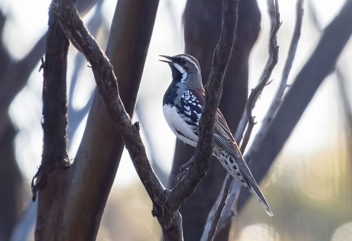 Copperback Quail-thrush - Simon Colenutt