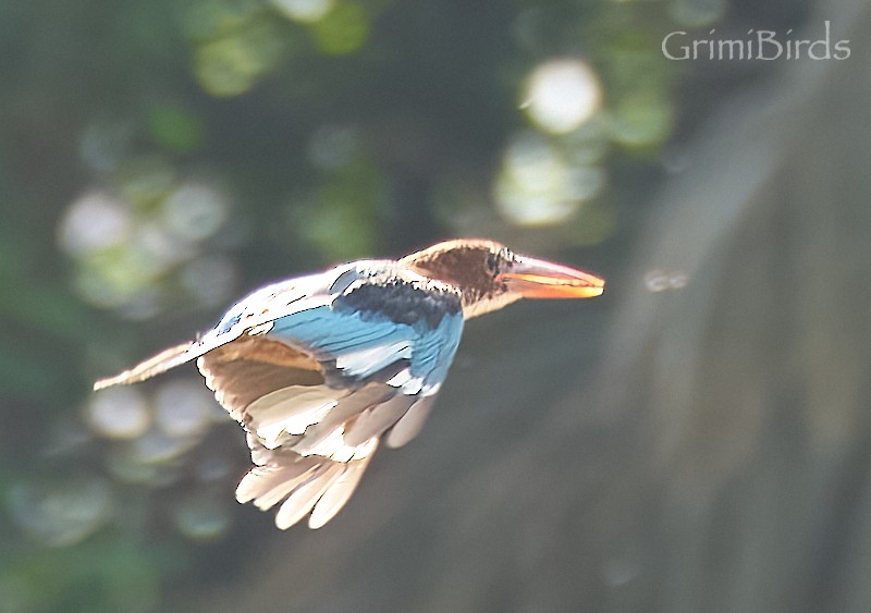 White-throated Kingfisher - Ramon Grimalt