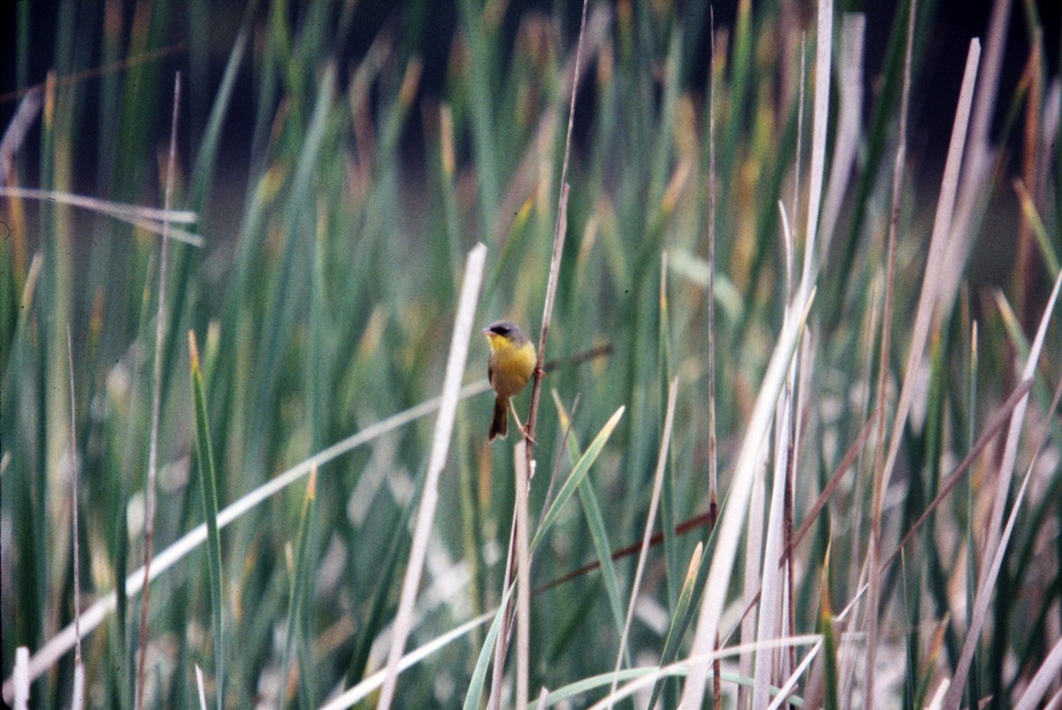 Gray-crowned Yellowthroat - ML609977925