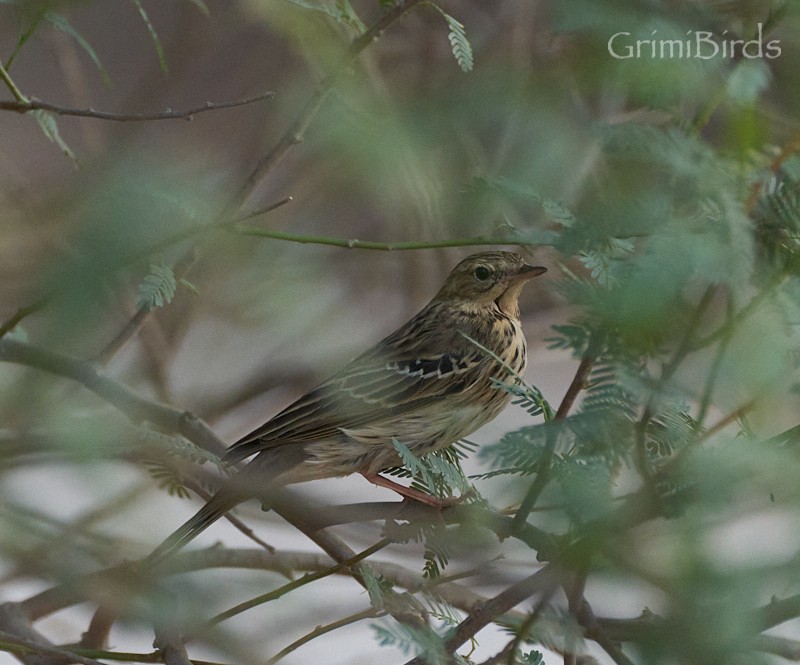 Tree Pipit - ML609977926