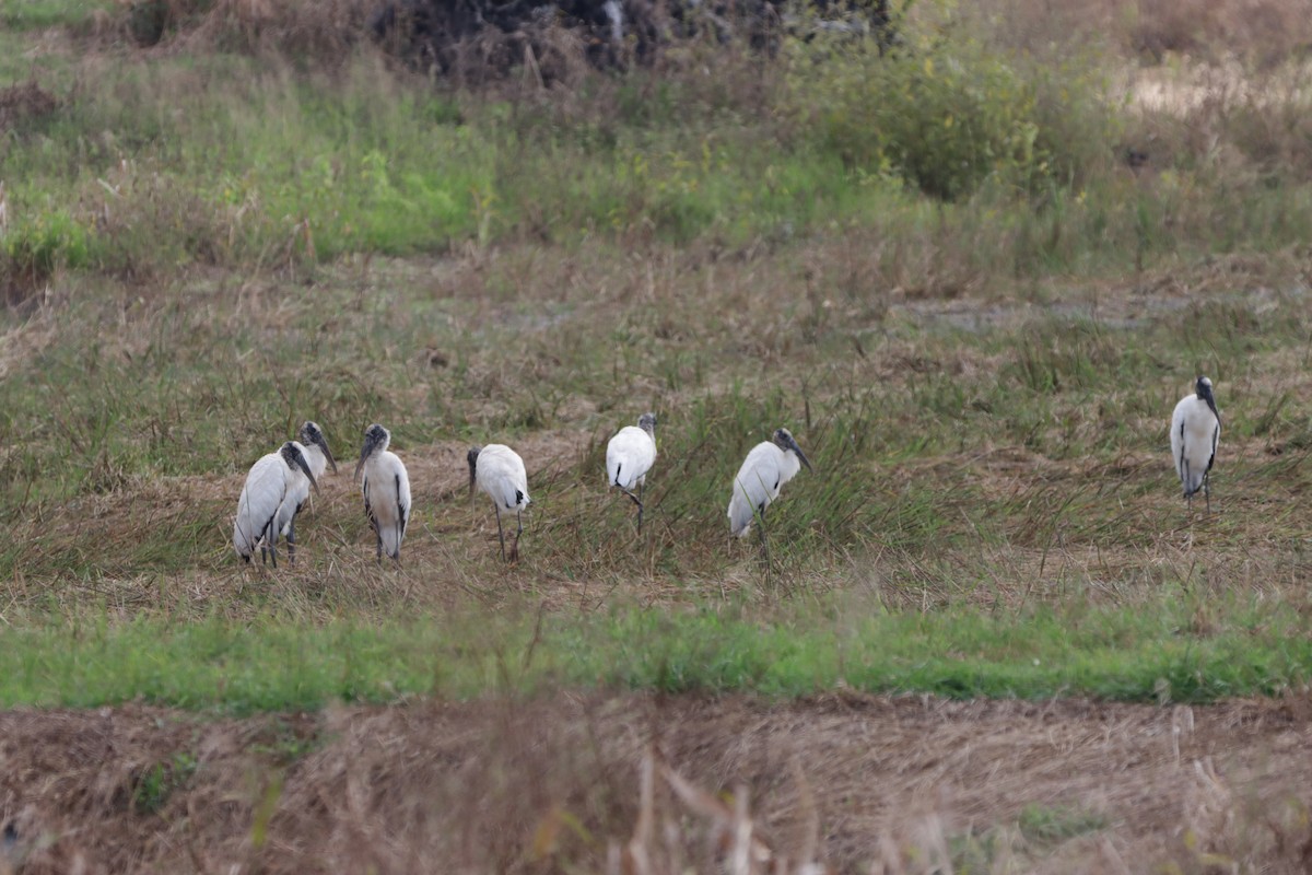 Wood Stork - ML609978016