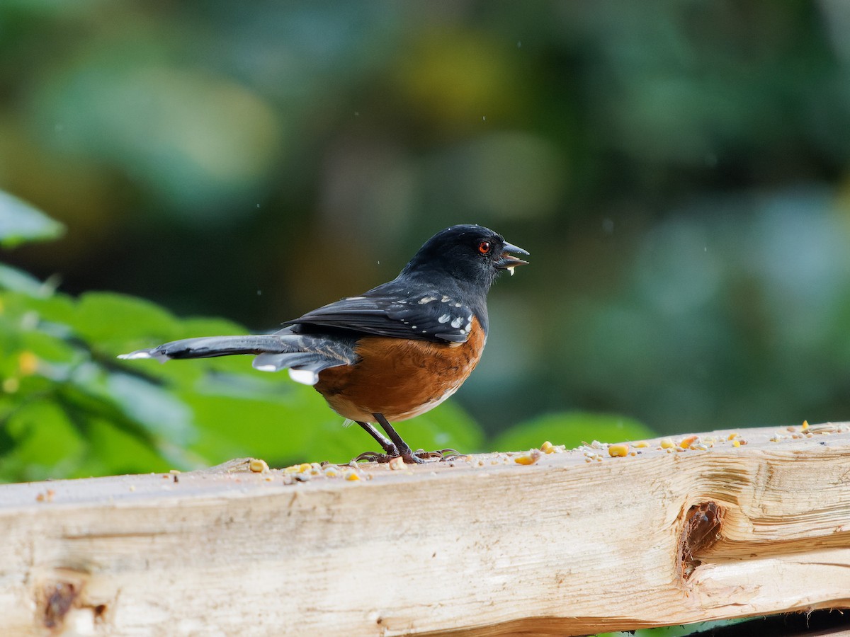 Spotted Towhee - ML609978046