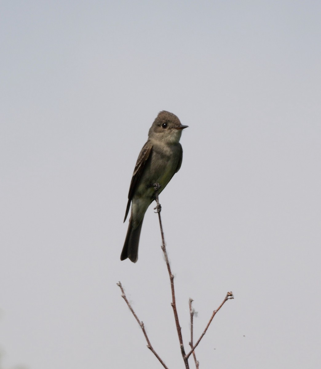 Western Wood-Pewee - Greg Baker