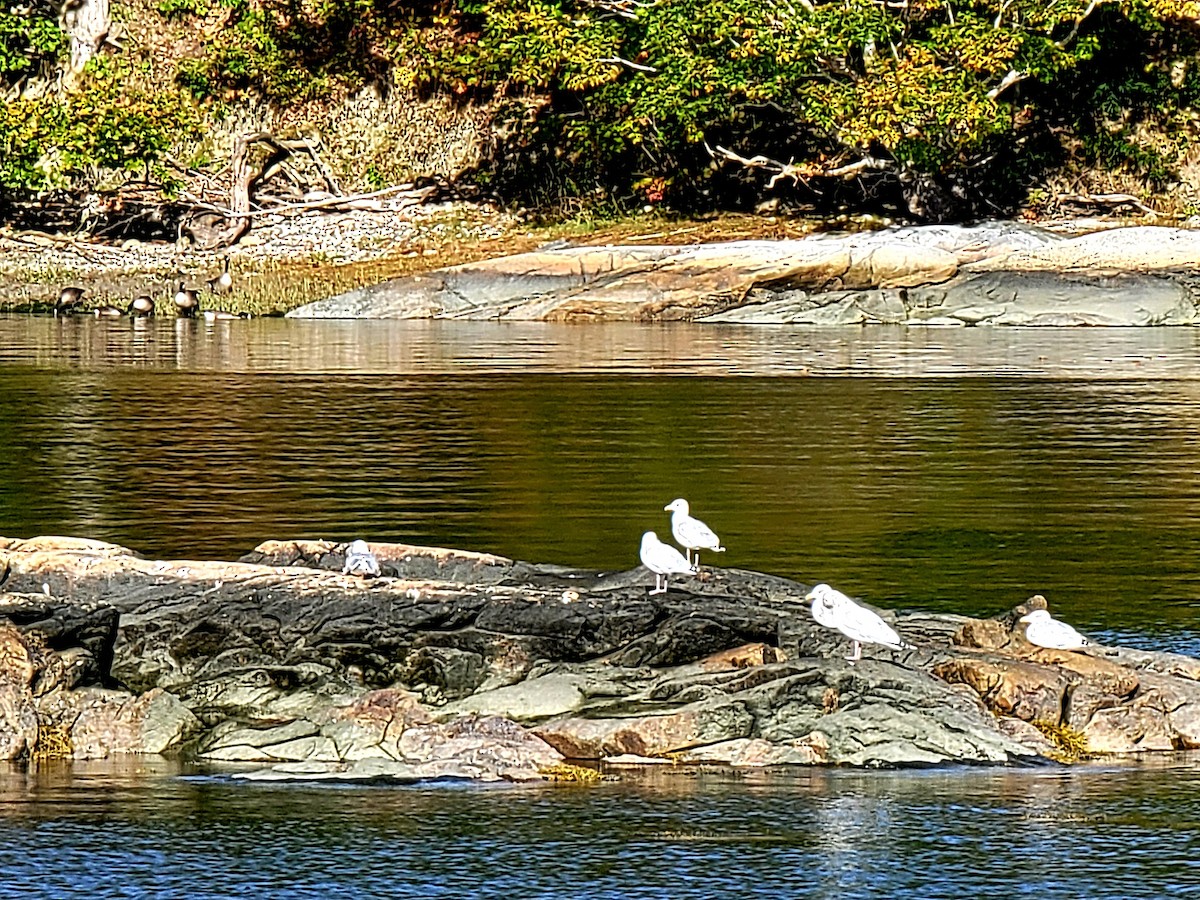 Мартин американський - ML609978122