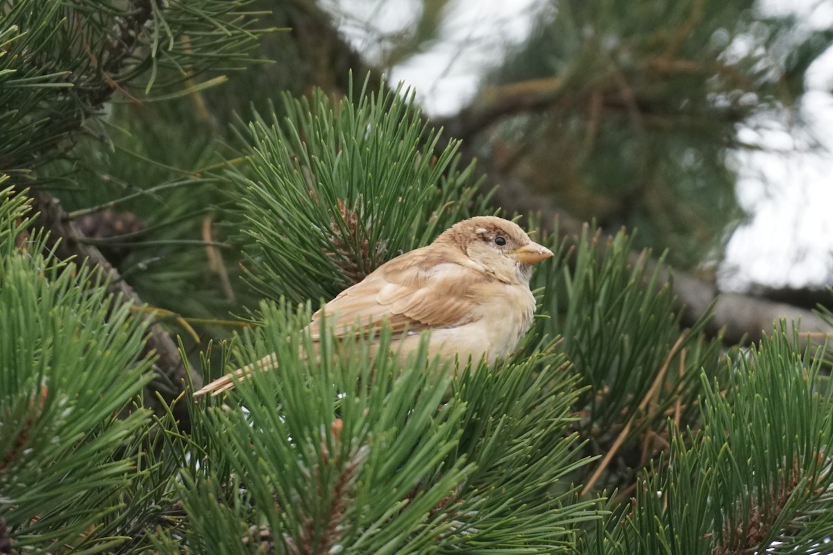 House Sparrow - ML609978157