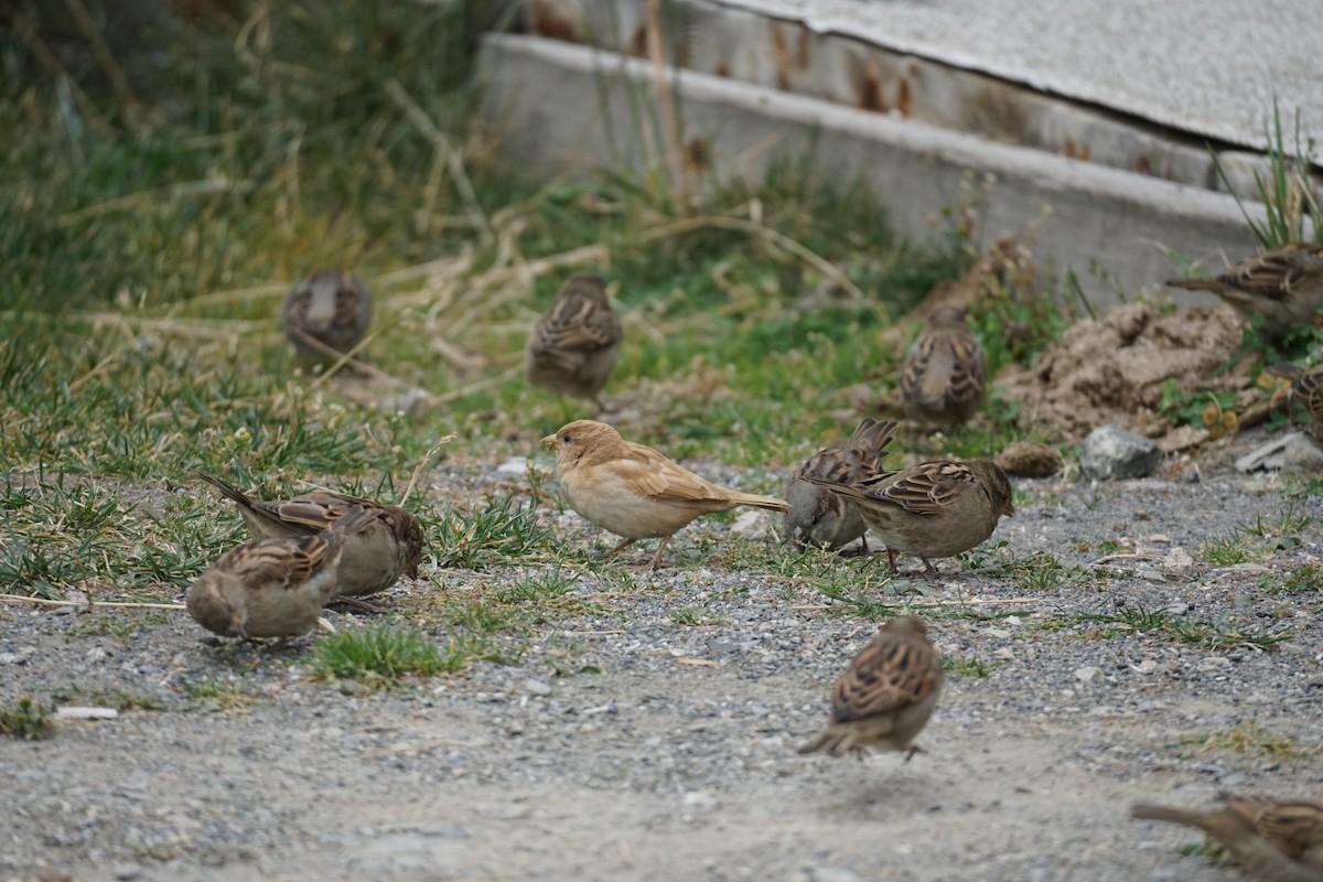 House Sparrow - ML609978161