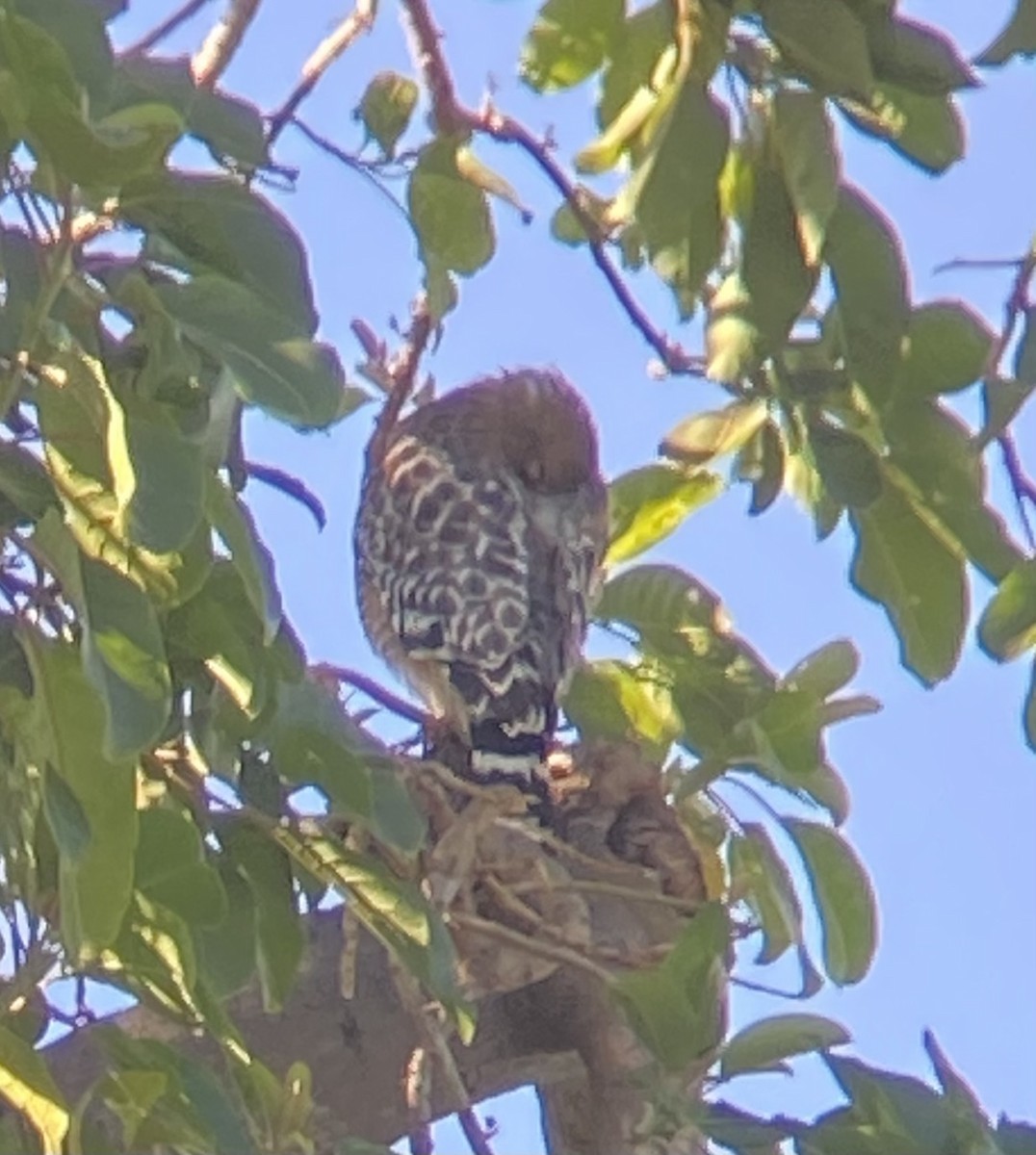 Red-shouldered Hawk - ML609978211