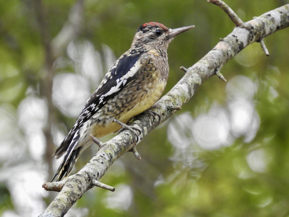 Yellow-bellied Sapsucker - ML609978334