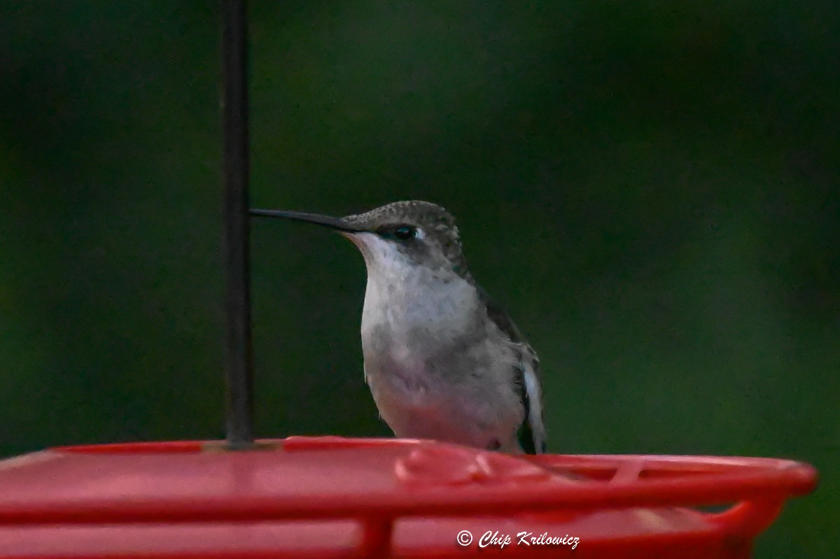 Ruby-throated Hummingbird - ML609978437