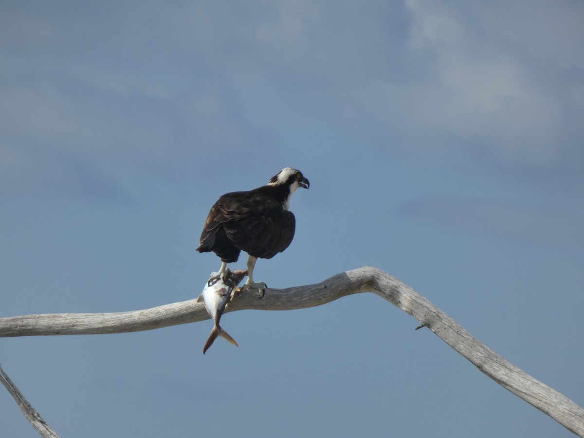 Águila Pescadora - ML609978483