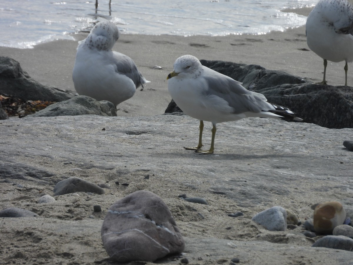 Ring-billed Gull - ML609978508