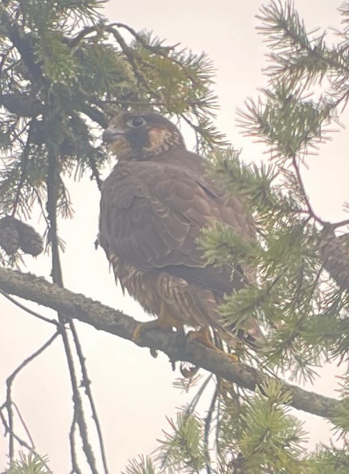 Halcón Peregrino - ML609978510