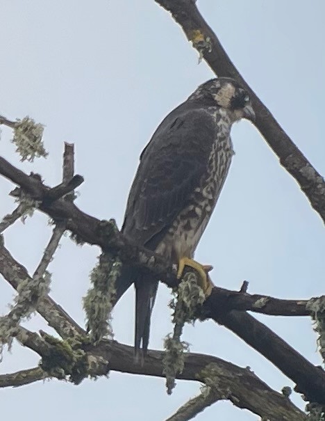 Peregrine Falcon - ML609978512