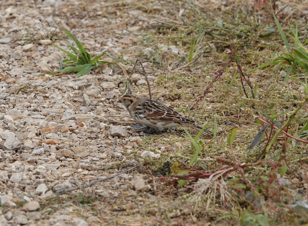 Lapland Longspur - ML609978576
