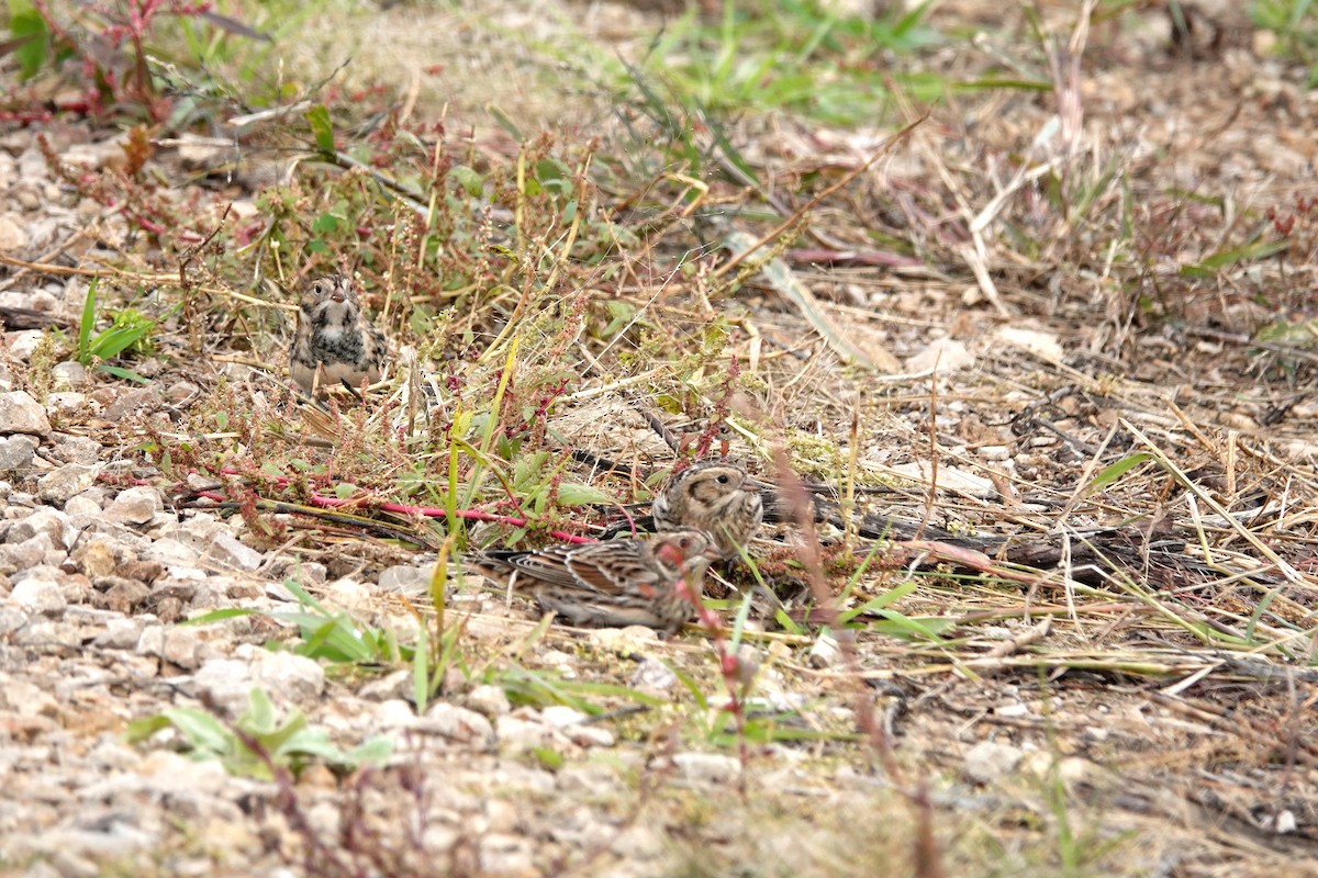 Lapland Longspur - ML609978584