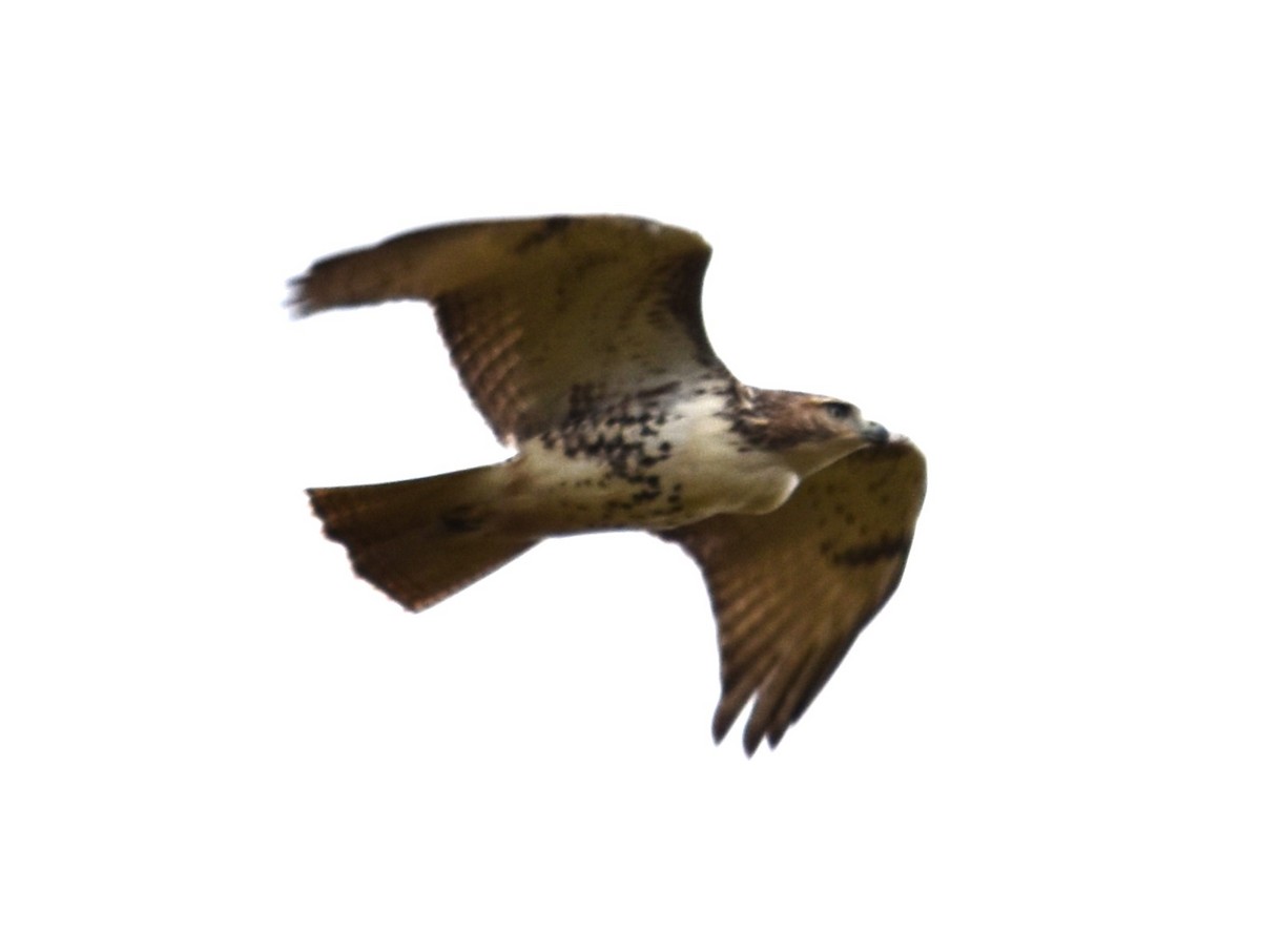 Red-tailed Hawk - ML609978610