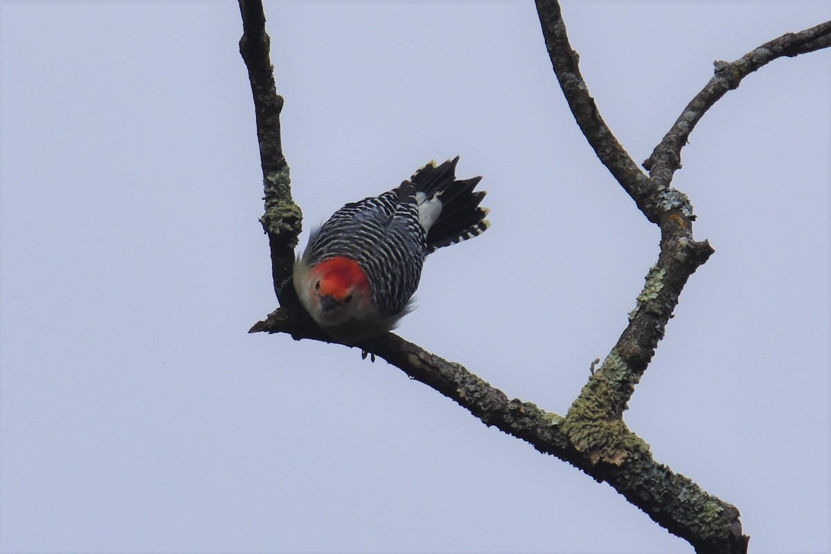 Red-bellied Woodpecker - ML609978615