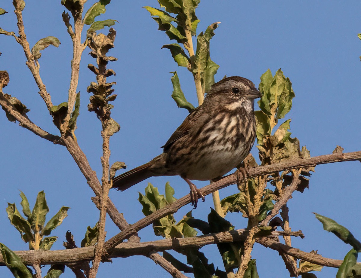 Song Sparrow - ML609978649