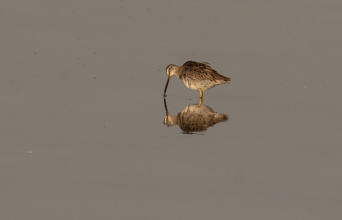 Long-billed Dowitcher - ML609978738