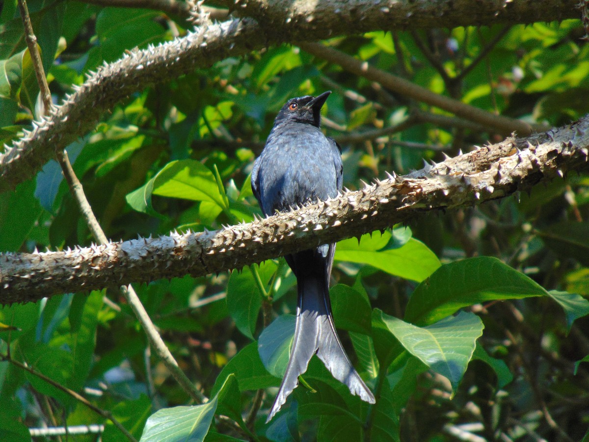 drongo kouřový - ML609978740