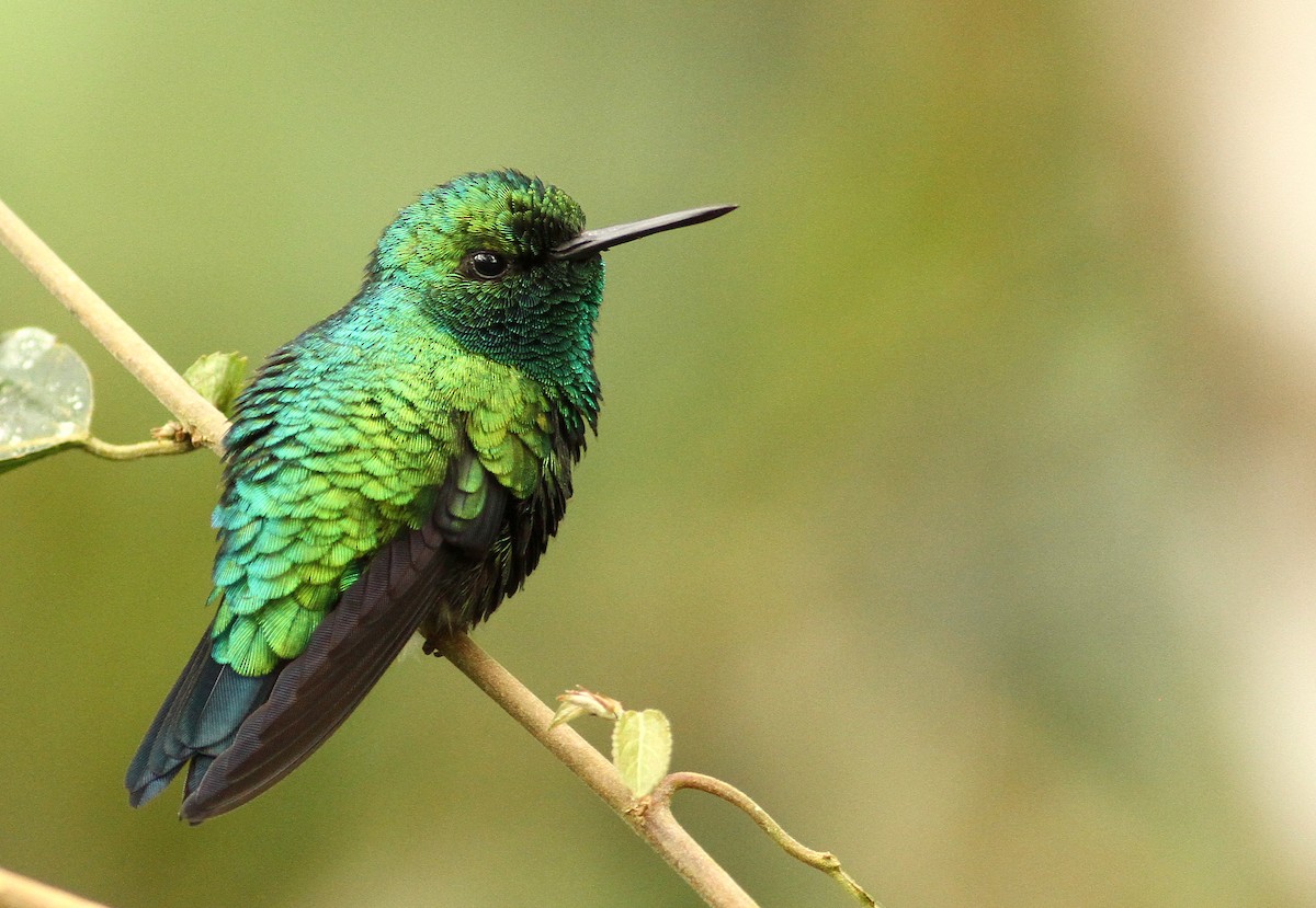 Western Emerald - Luke Seitz