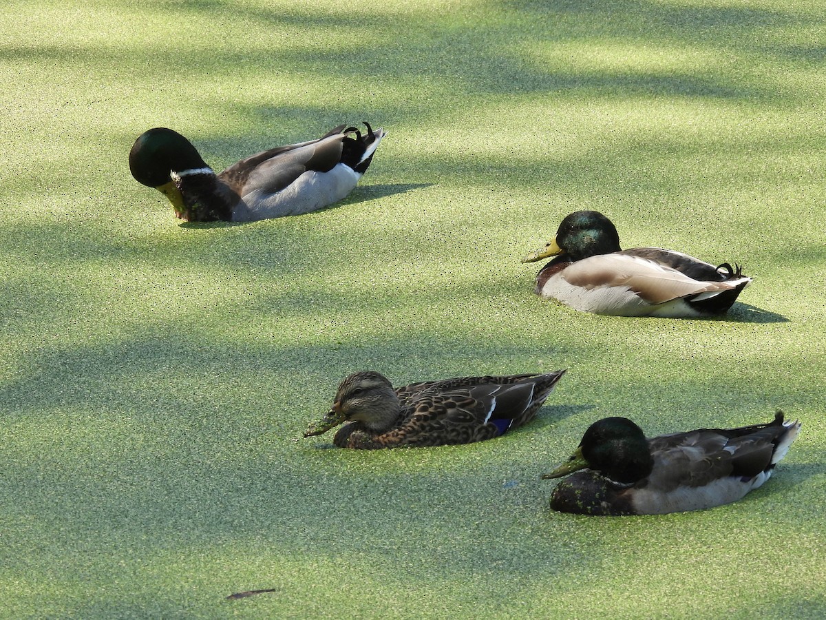 Canard colvert - ML609978840