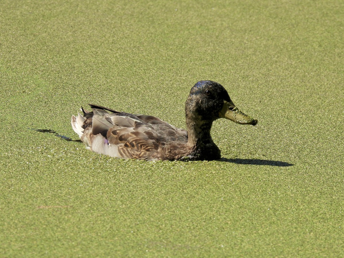 Canard colvert - ML609978841