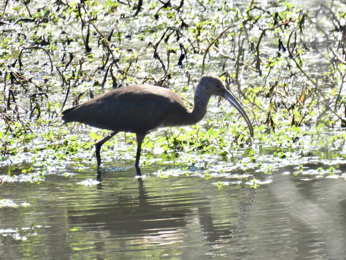 White-faced Ibis - Isa Dav