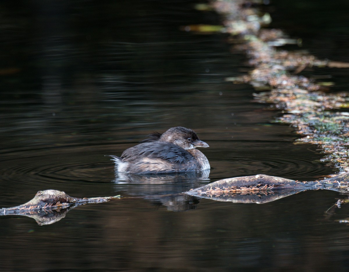 Pied-billed Grebe - ML609979069