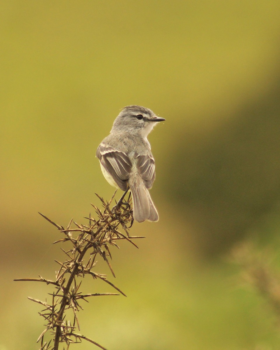 White-crested Tyrannulet (Sulphur-bellied) - Guillermo Andreo