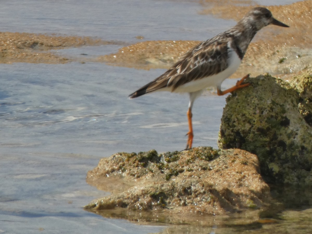 Ruddy Turnstone - ML609979126