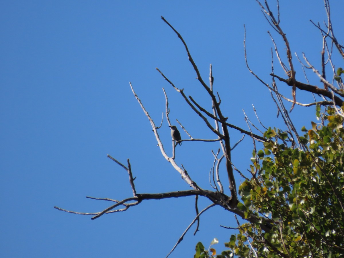 Red-bellied Woodpecker - ML609979138