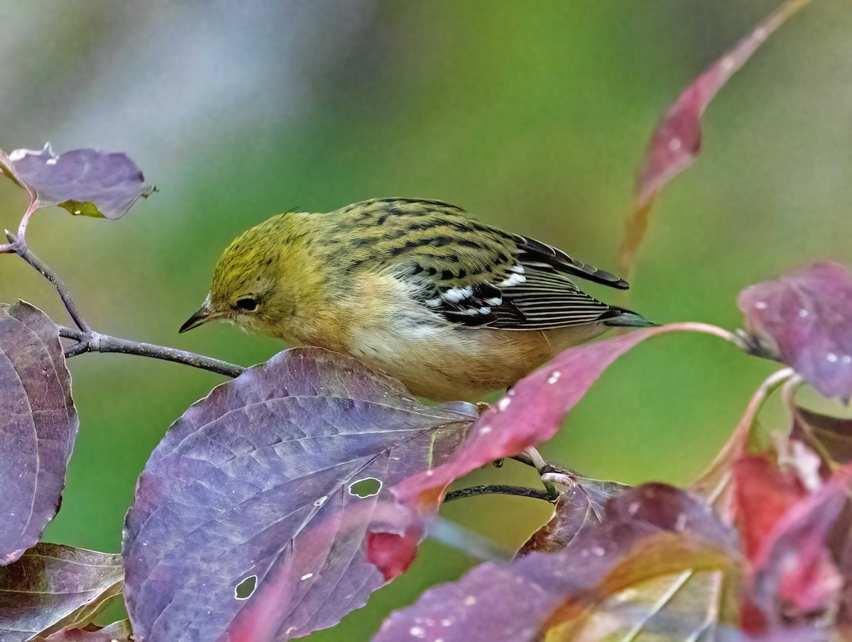 Bay-breasted Warbler - Renee Frederick