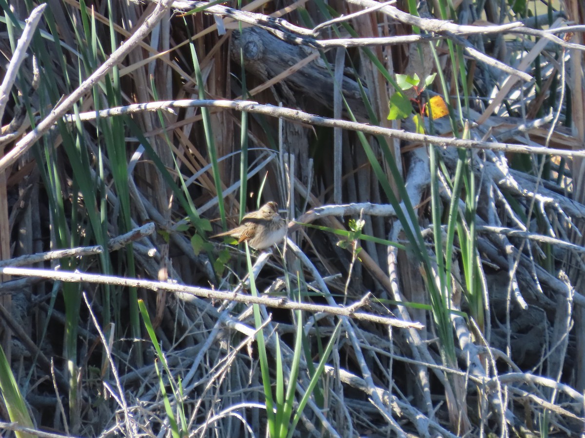 Lincoln's Sparrow - ML609979169