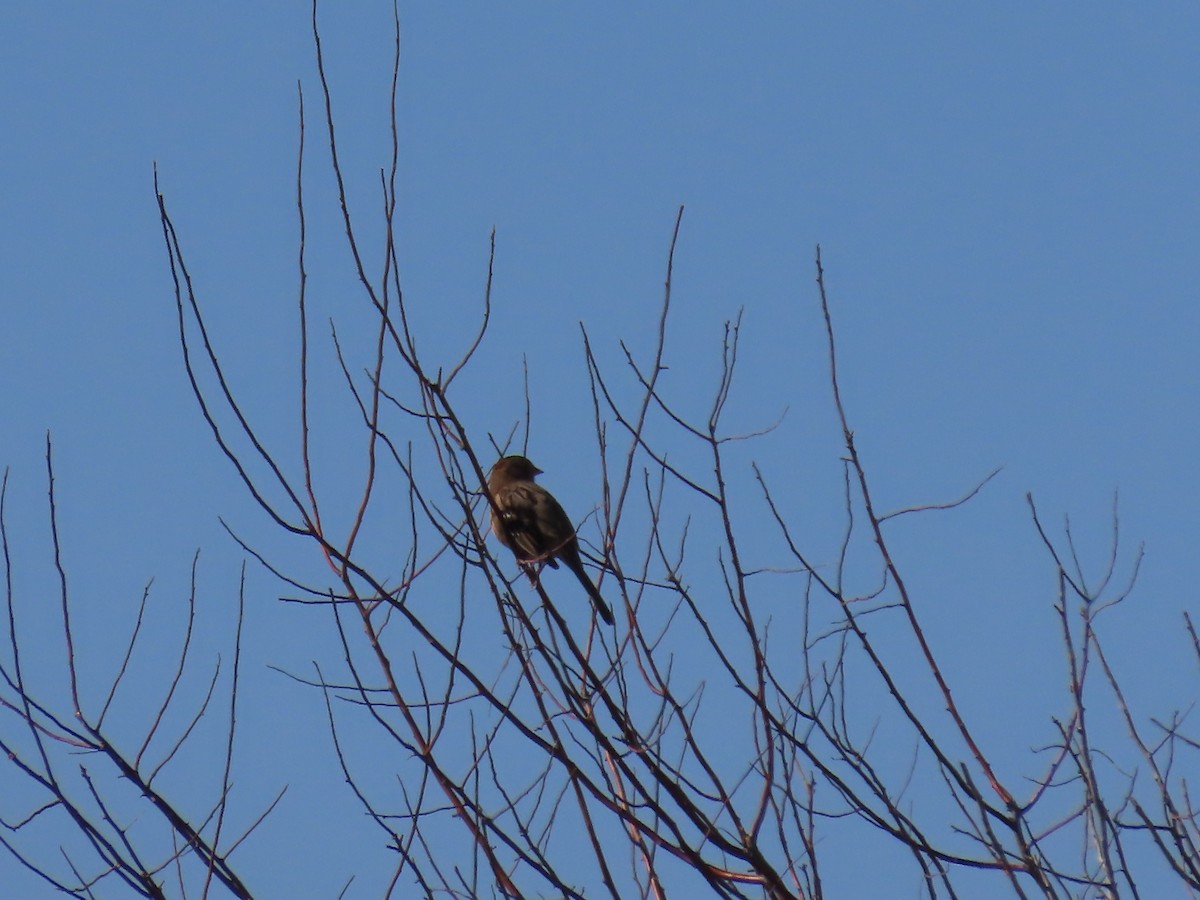 Harris's Sparrow - ML609979195