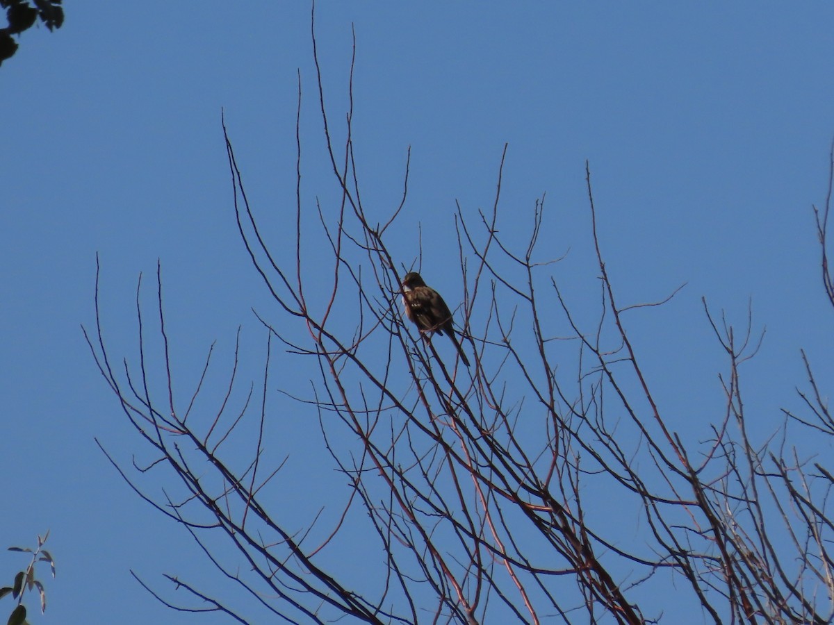 Harris's Sparrow - ML609979197