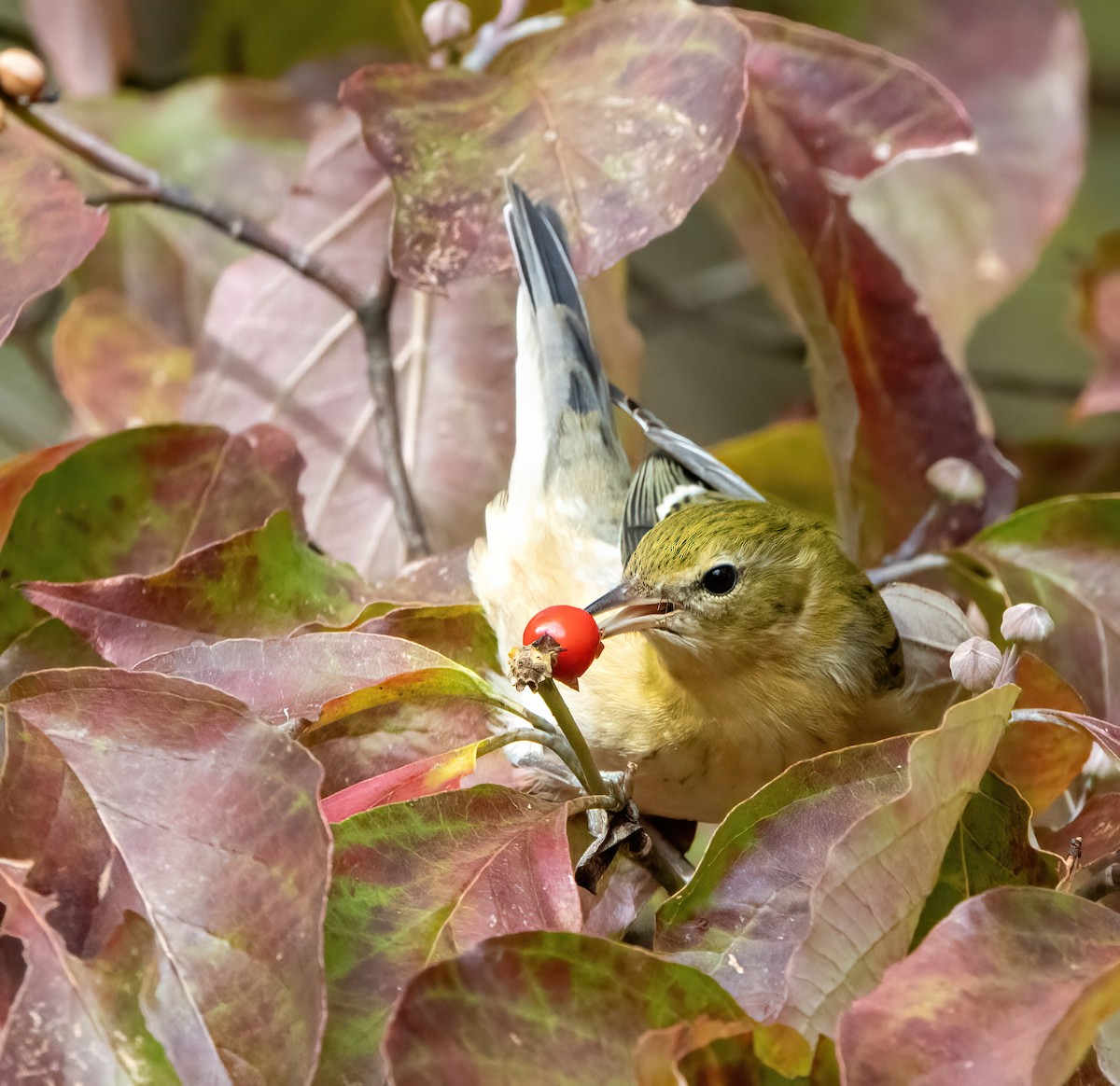 Bay-breasted Warbler - ML609979217