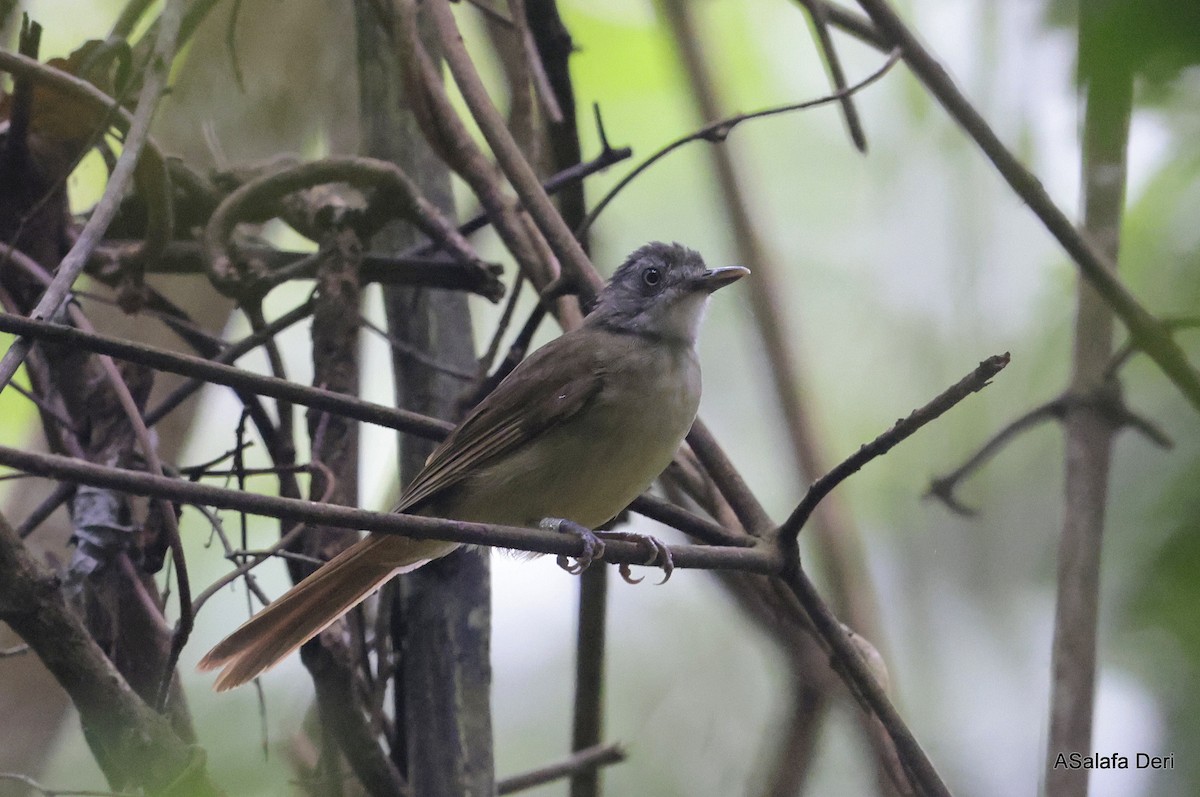 Bulbul à gorge blanche (albigularis) - ML609979309