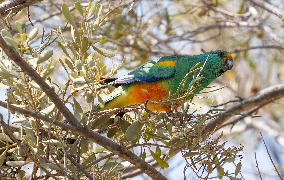 Mulga Parrot - ML609979364