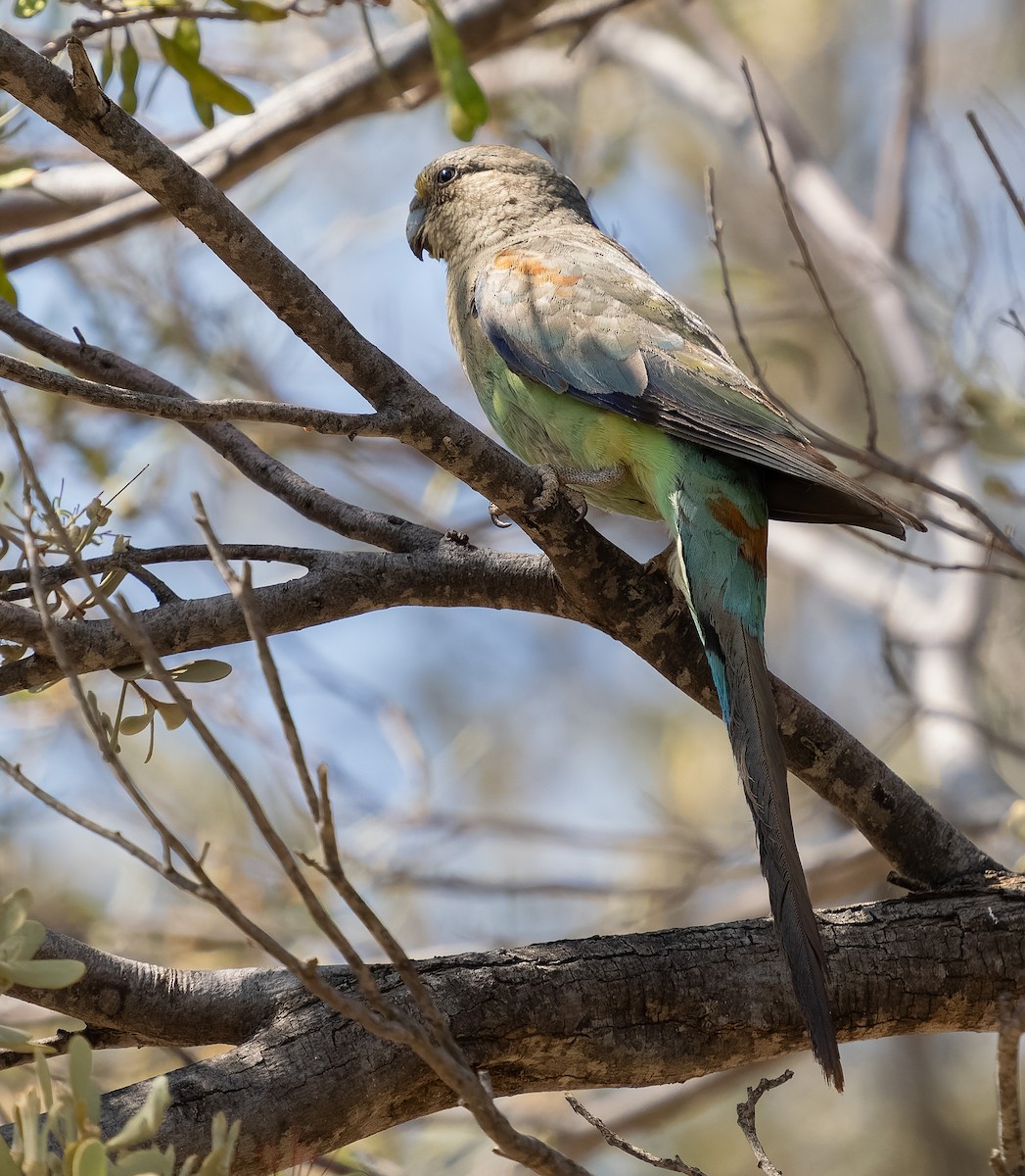 Mulga Parrot - ML609979365