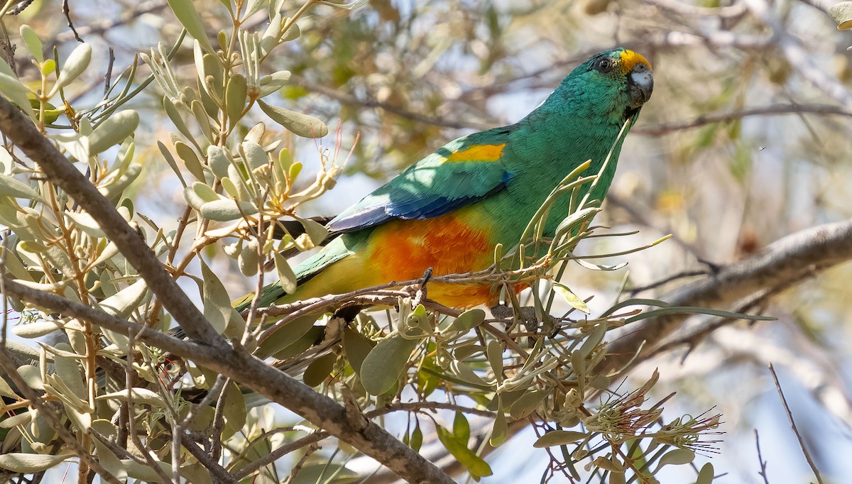 Разноцветный попугайчик - ML609979366