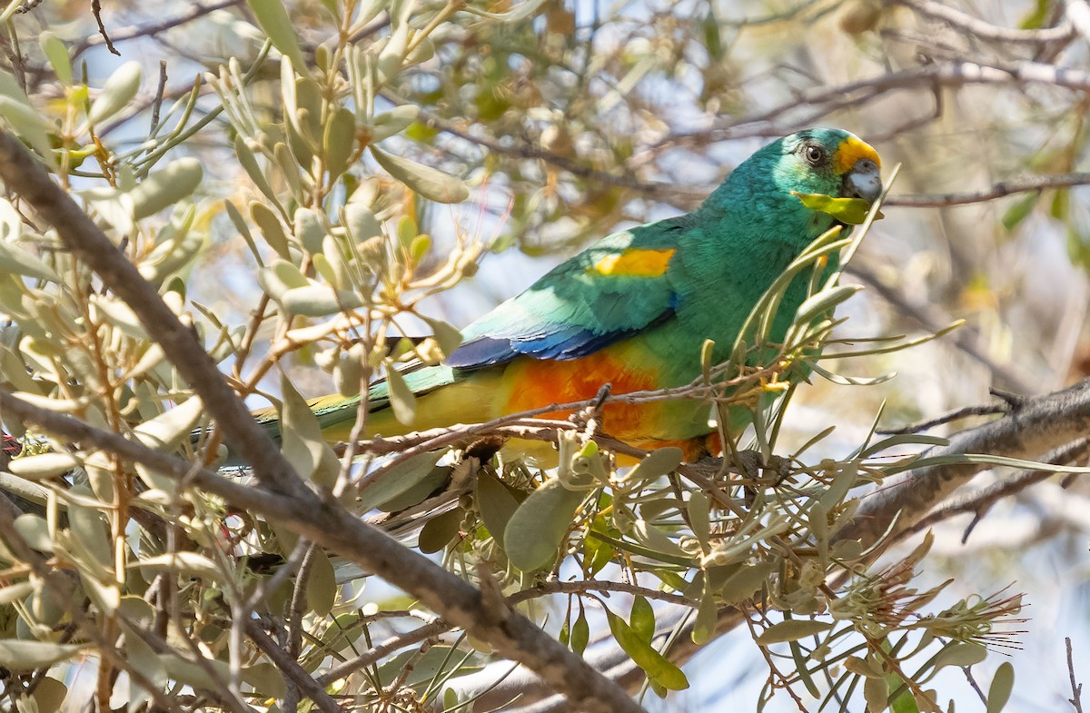 Mulga Parrot - ML609979367