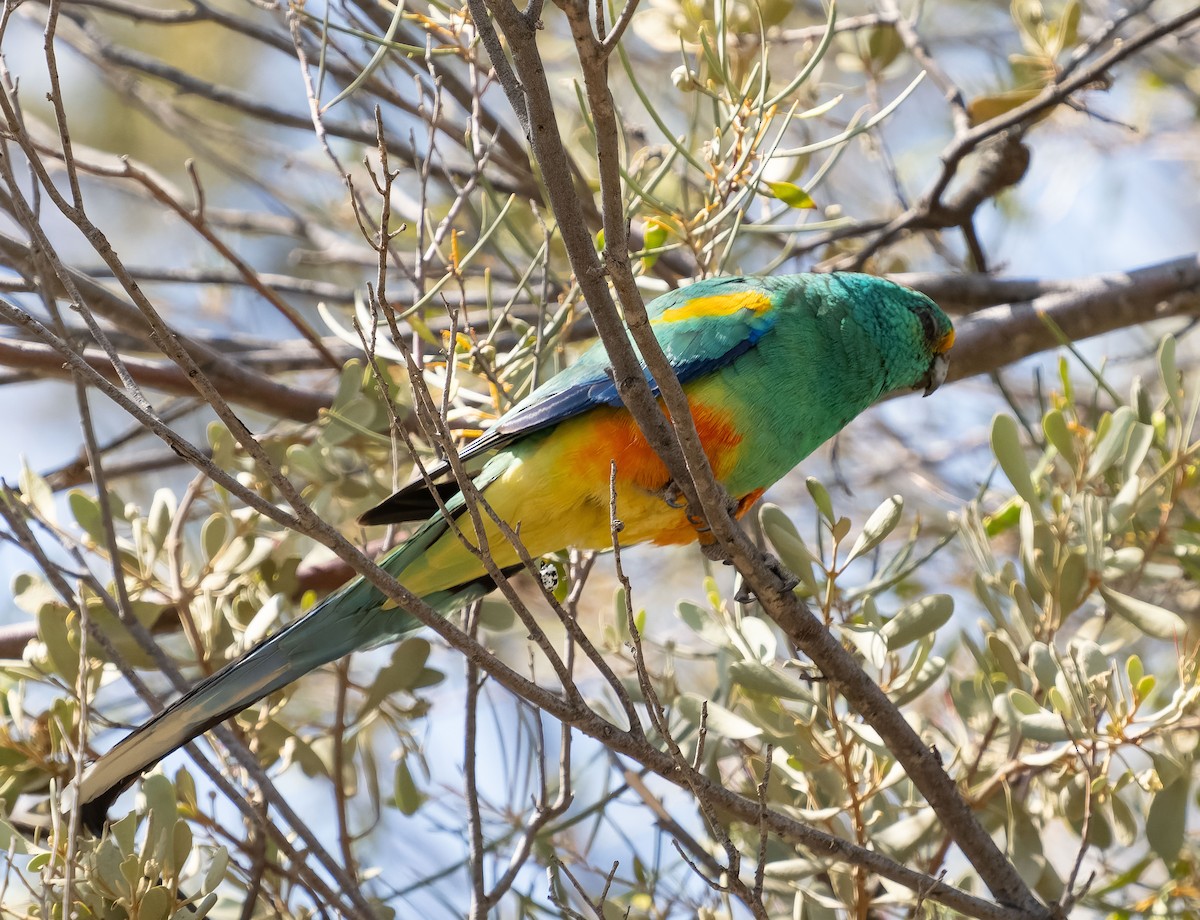 Mulga Parrot - ML609979368