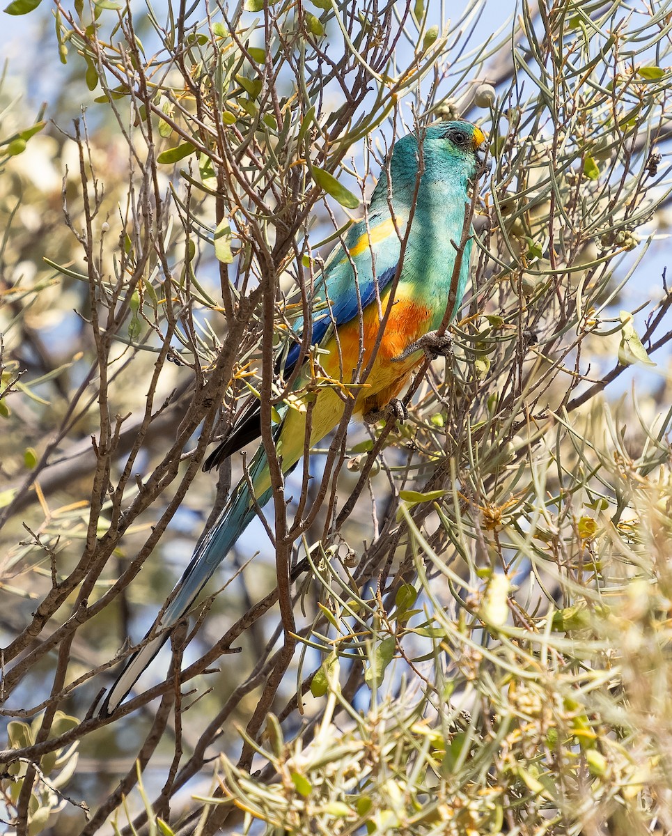 Mulga Parrot - ML609979369