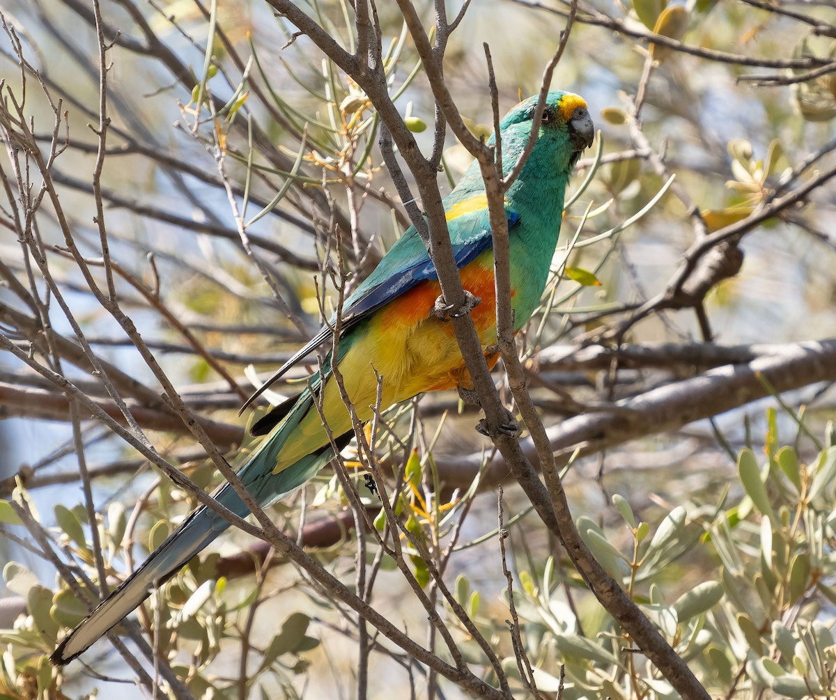 Mulga Parrot - ML609979371