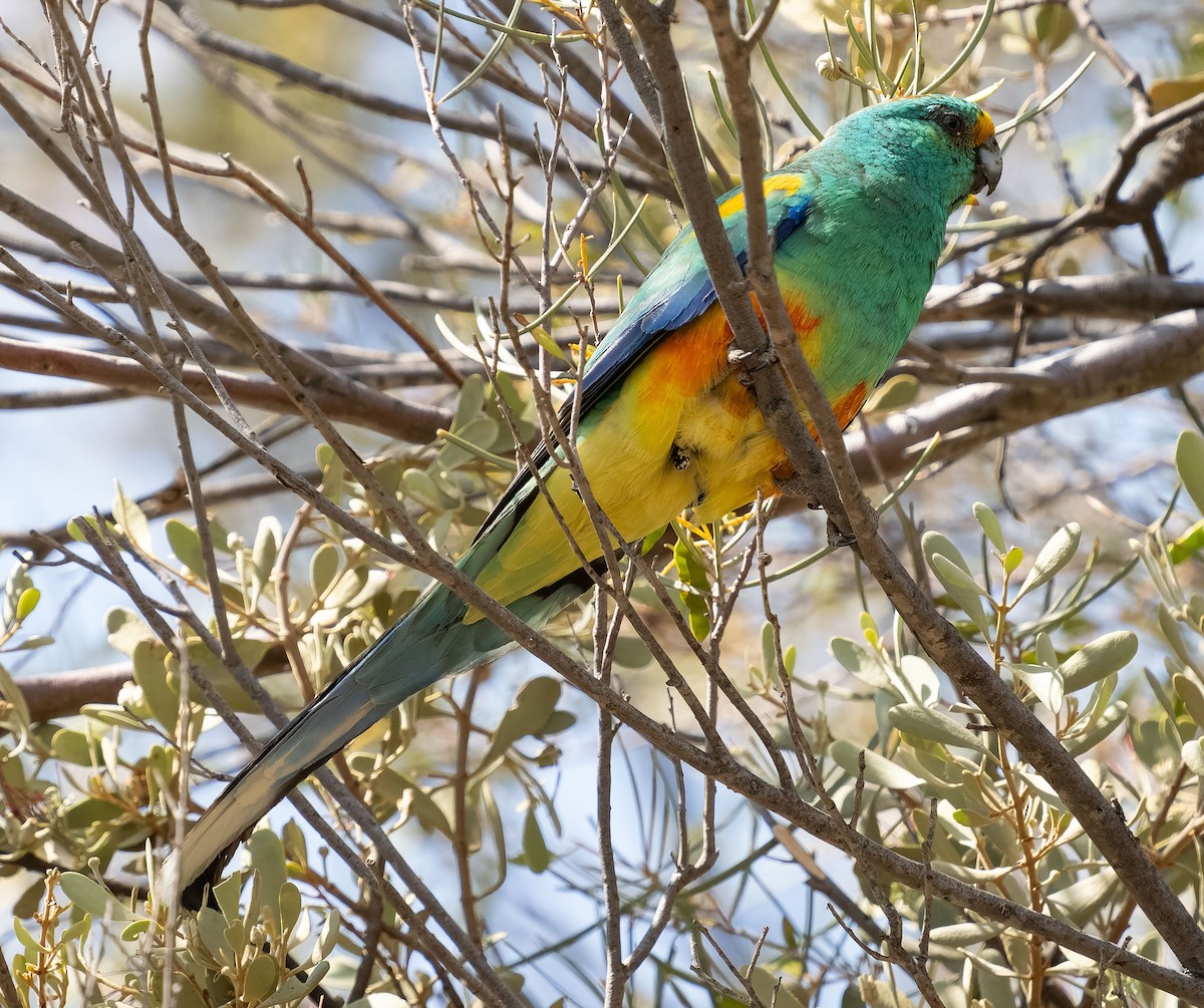 Mulga Parrot - ML609979372