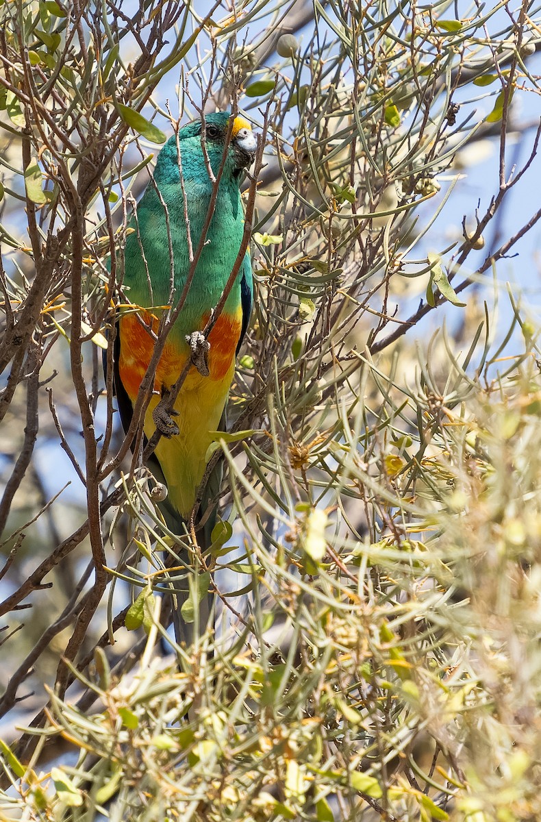 Mulga Parrot - ML609979373