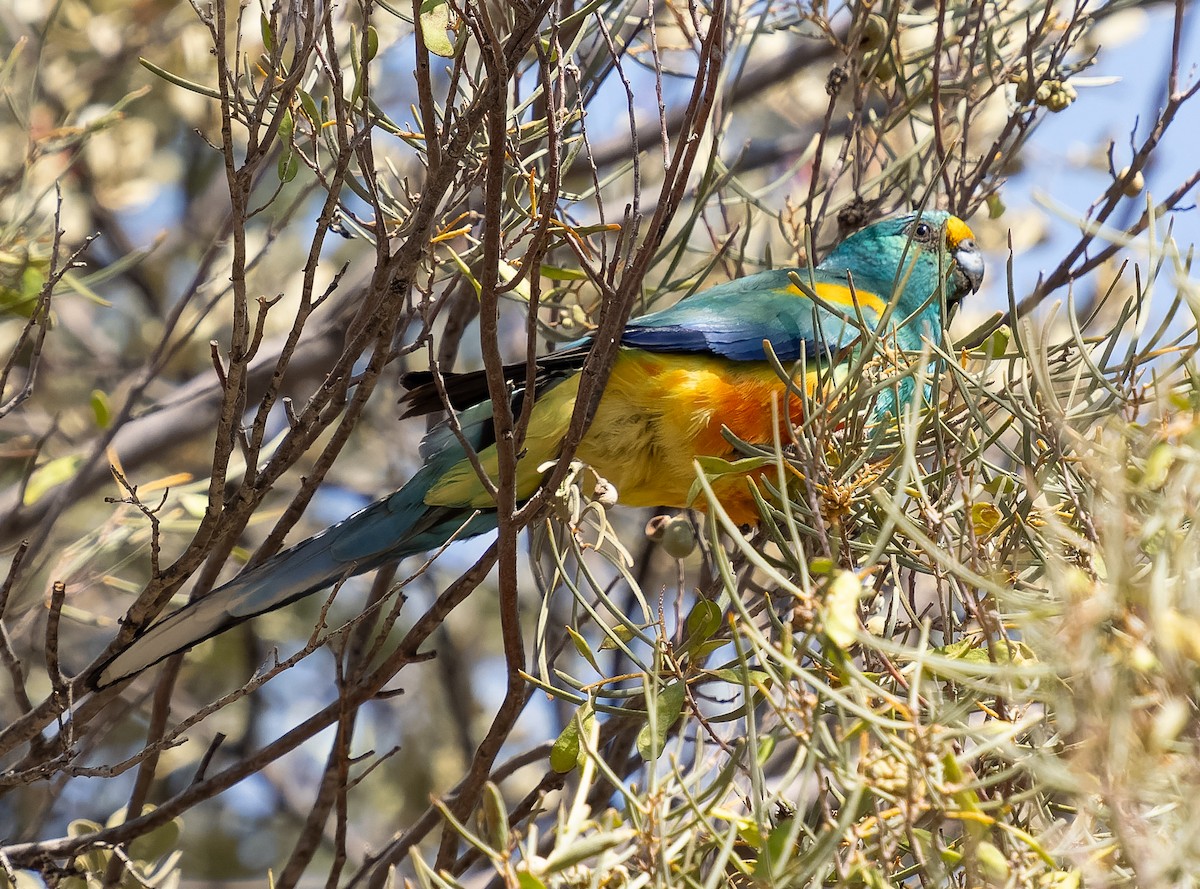 Mulga Parrot - ML609979374