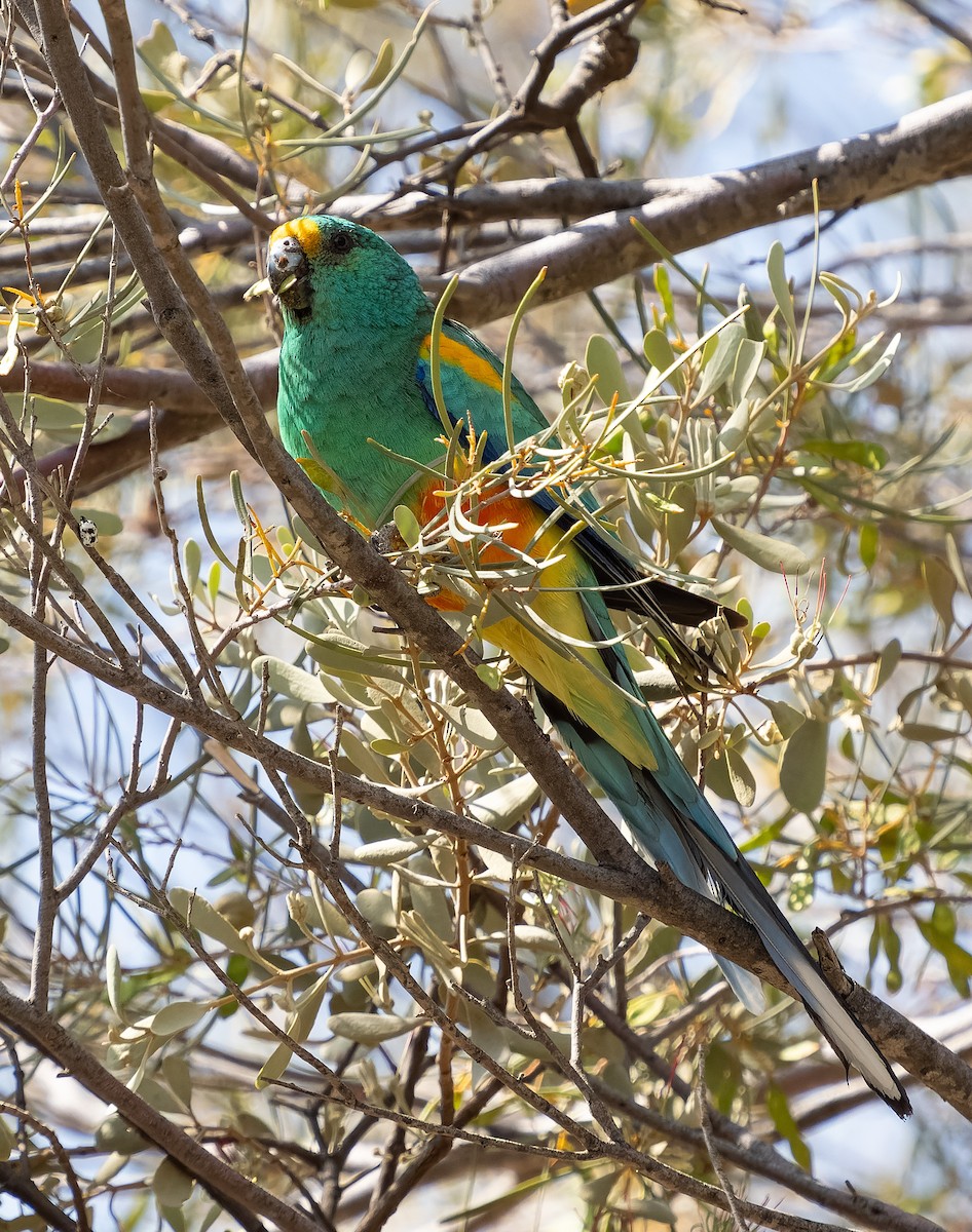 Mulga Parrot - ML609979375