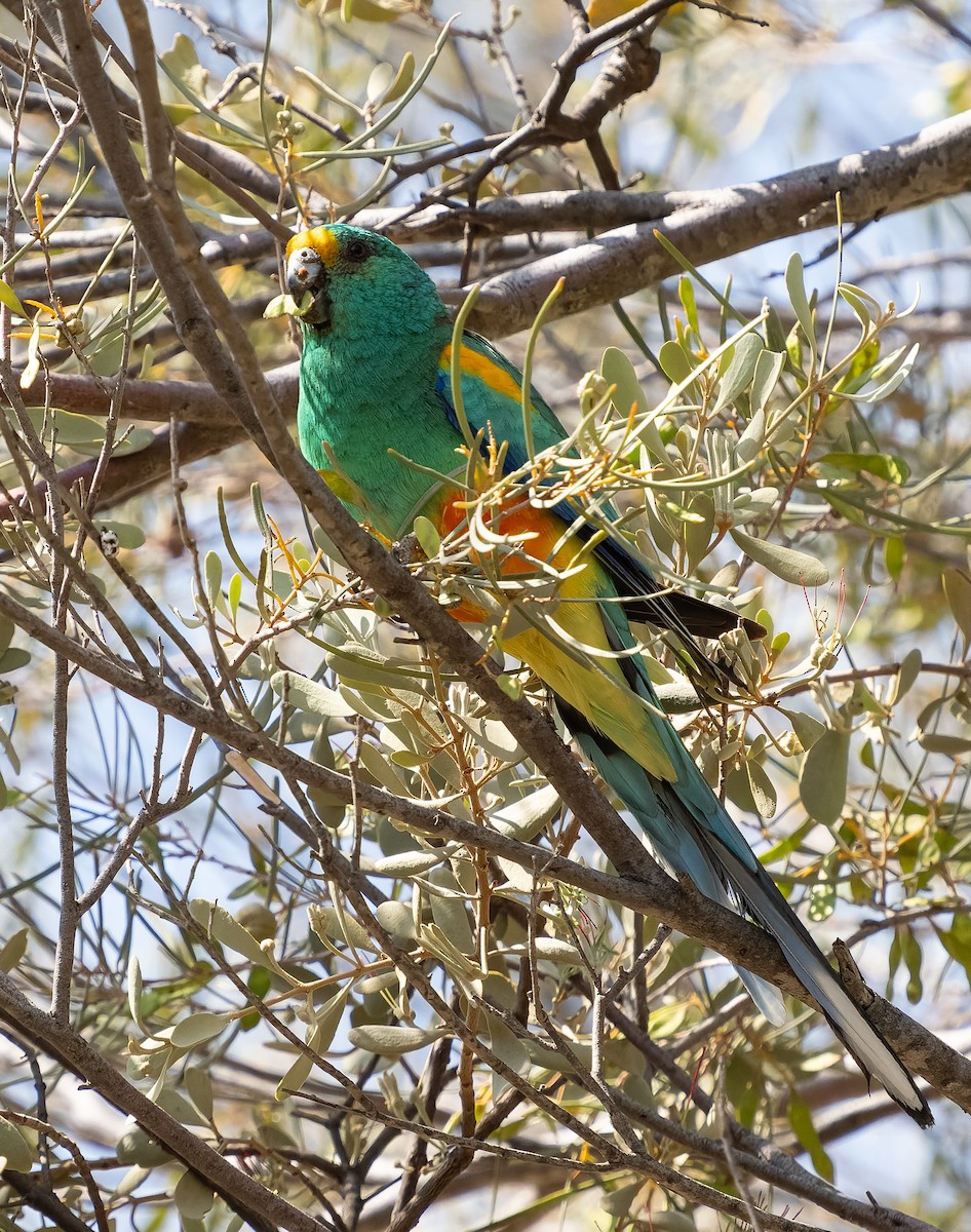 Mulga Parrot - Simon Colenutt